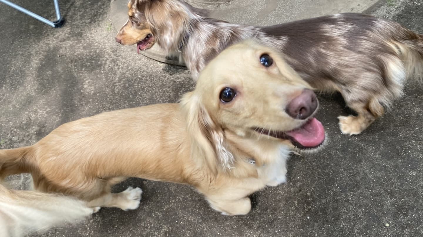 お客様からの写真