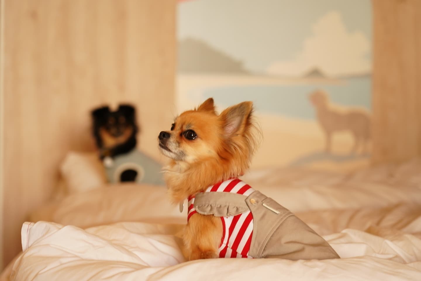 ホテル室内わんちゃん