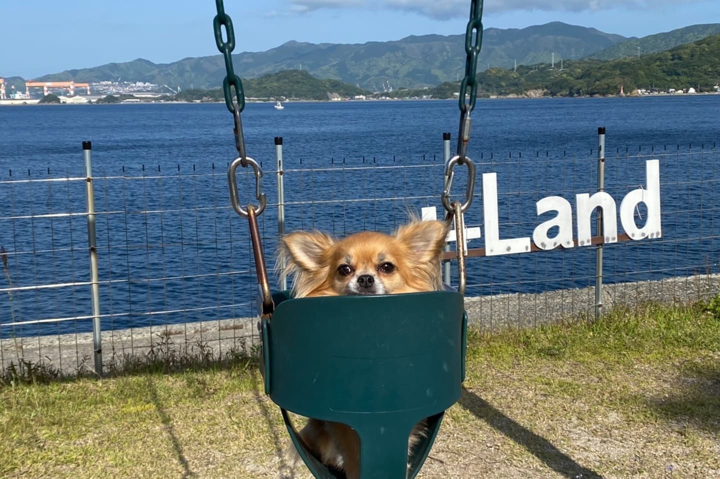 ホテル屋外わんちゃん